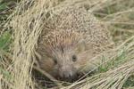 Eastern European Hedgehog   Erinaceus concolor